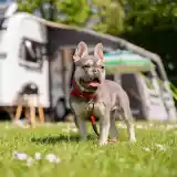 A happy French Bulldog stands on green grass, wearing a red harness and leash, with a camper van and outdoor setup in the background. Sunlight filters through the trees, creating a cheerful atmosphere.