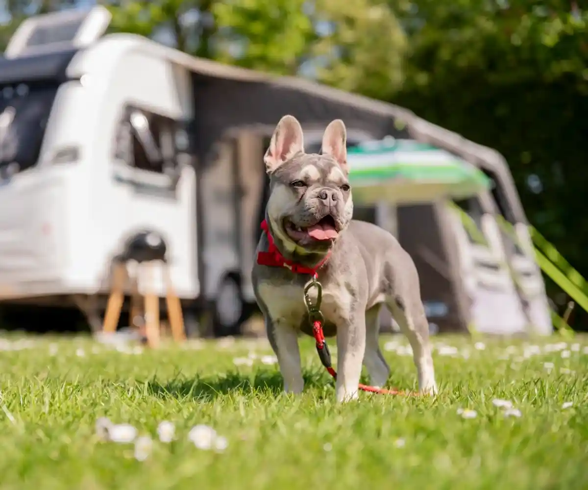 A row of static caravans is set in a lush green area, with a circular flower bed filled with vibrant blooms in the foreground. Tall trees and a clear blue sky complete the tranquil scene.