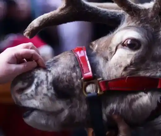 A reindeer with antlers and a red harness is being fed by a person's hand, focusing on the animal's gentle expression.