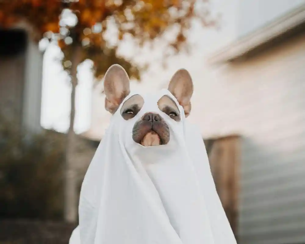 A French Bulldog is playfully wrapped in a white sheet, resembling a ghost. The dog has a serious expression, with its ears perked up, against a backdrop of autumn foliage.