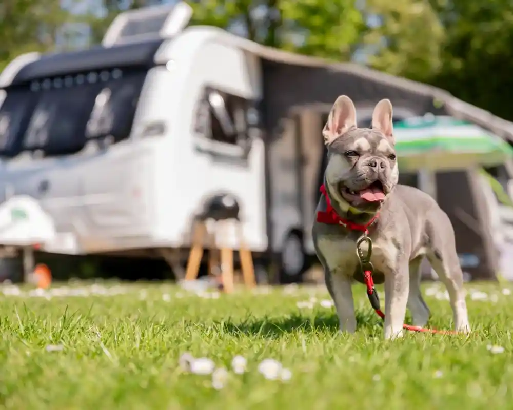 A French Bulldog stands on lush green grass in front of a parked caravan. The dog has its tongue out and wears a red harness. The background features trees and camping equipment, creating a vibrant outdoor scene.