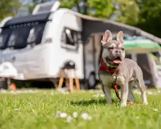 A French Bulldog stands on lush green grass in front of a parked caravan. The dog has its tongue out and wears a red harness. The background features trees and camping equipment, creating a vibrant outdoor scene.