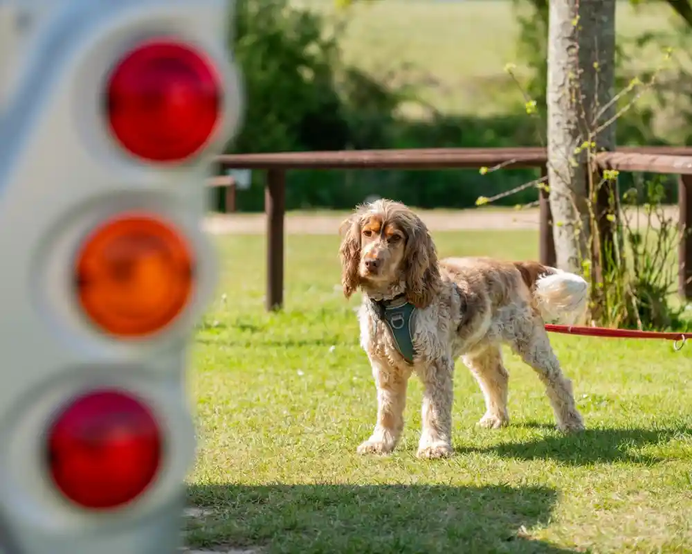 A dog on a leash stands on green grass near a traffic signal, with red and orange lights visible in the foreground. A sunny day with trees in the background.