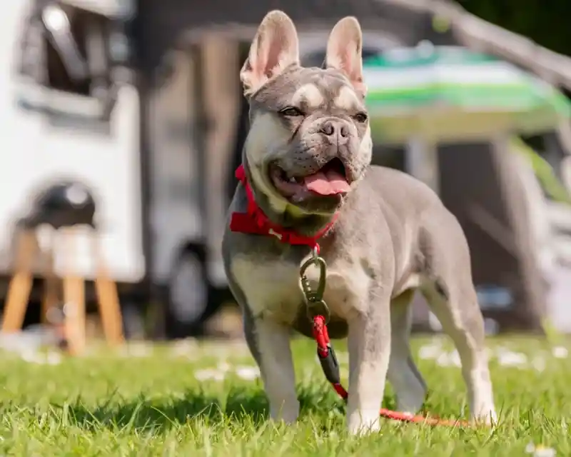 A gray and tan French Bulldog stands on green grass with its tongue out, wearing a red collar and leash. In the background, a camper and outdoor equipment are slightly blurred.