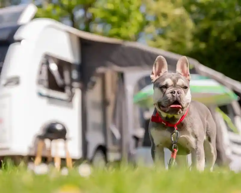 A French Bulldog wearing a red harness stands happily on a grassy area, with a camper van visible in the background amid trees.