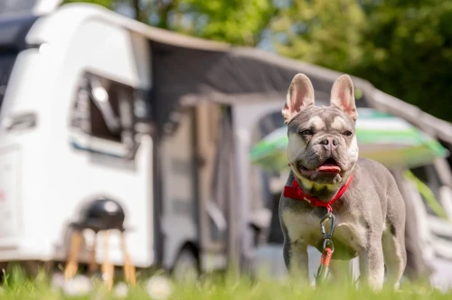 A French Bulldog wearing a red harness stands happily on a grassy area, with a camper van visible in the background amid trees.