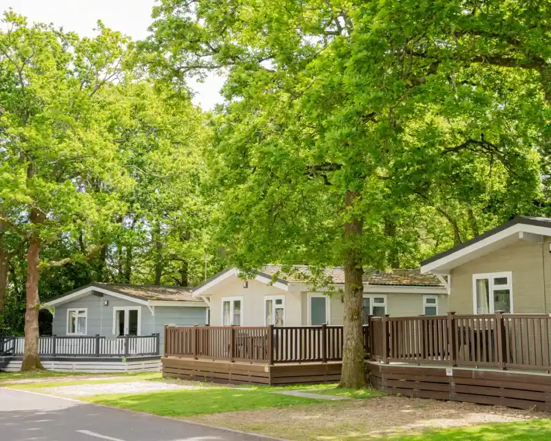 Modern wooden cabins with porches are nestled among lush green trees in a sunlit outdoor setting. A tree-lined path runs alongside the cabins, creating a serene atmosphere.