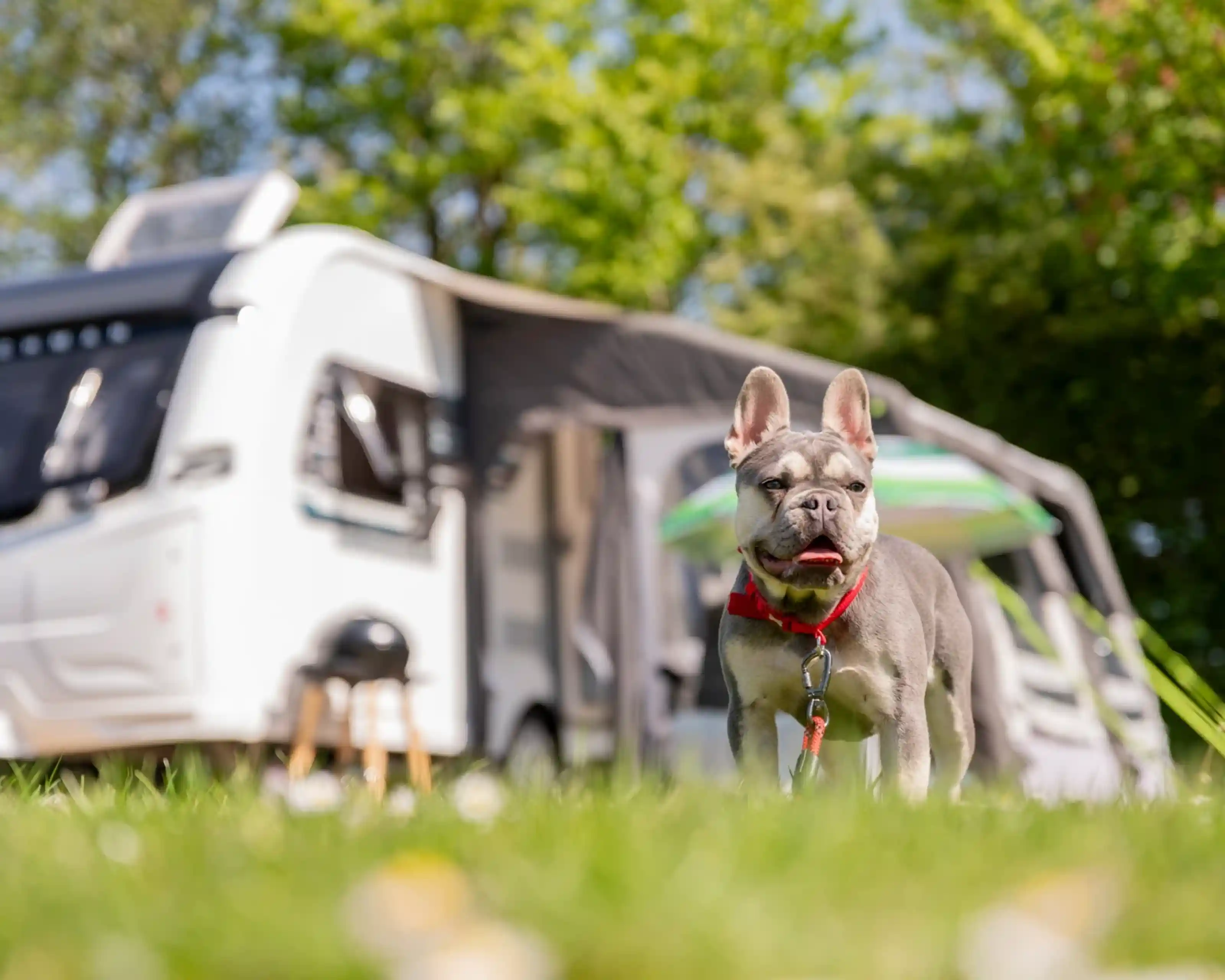 A gray French Bulldog wearing a red harness stands in a grassy area, with a white camper van and lush green trees in the background.