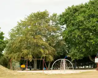 A playground featuring a swingset, climbing structure, and a large tree, surrounded by green grass and additional trees in the background.
