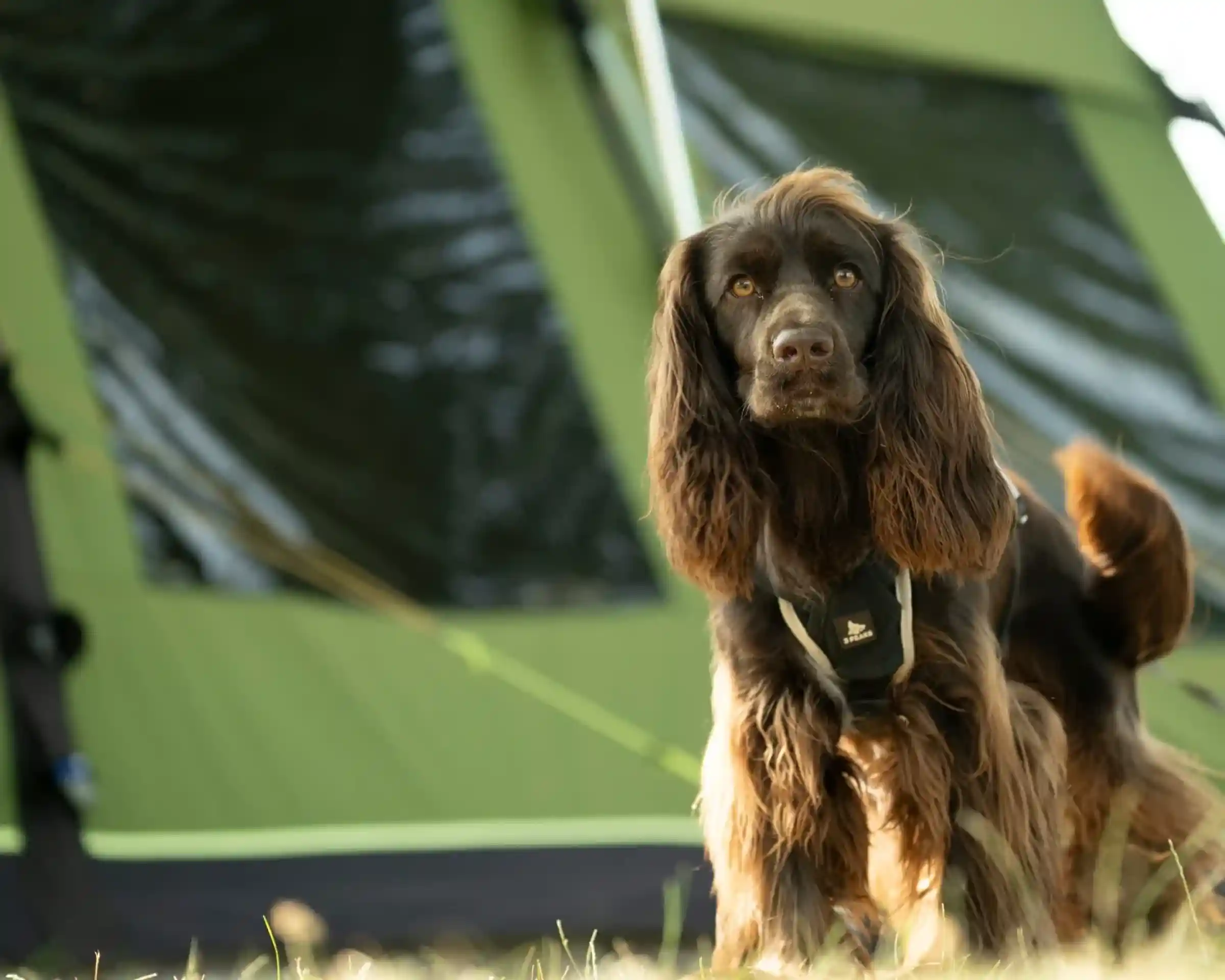 A brown dog with long fur stands in front of a green camping tent. The dog is wearing a harness and looks directly at the camera, with its ears perked up. The background features the tent’s fabric and a bit of grass.