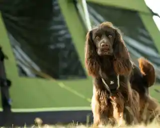 A brown dog with long fur stands in front of a green camping tent. The dog is wearing a harness and looks directly at the camera, with its ears perked up. The background features the tent’s fabric and a bit of grass.