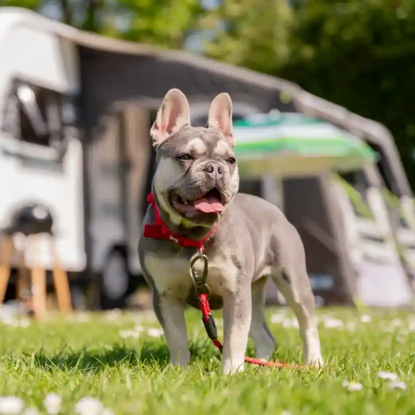 A gray French Bulldog stands on a grassy area, wearing a red harness and leash, with its tongue out and a happy expression. In the background, a white camper van is parked, surrounded by greenery and flowers.