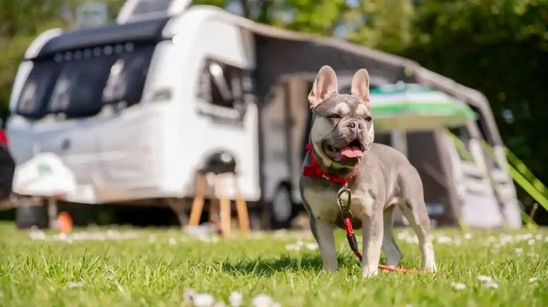 A gray French Bulldog stands on a grassy area, wearing a red harness and leash, with its tongue out and a happy expression. In the background, a white camper van is parked, surrounded by greenery and flowers.