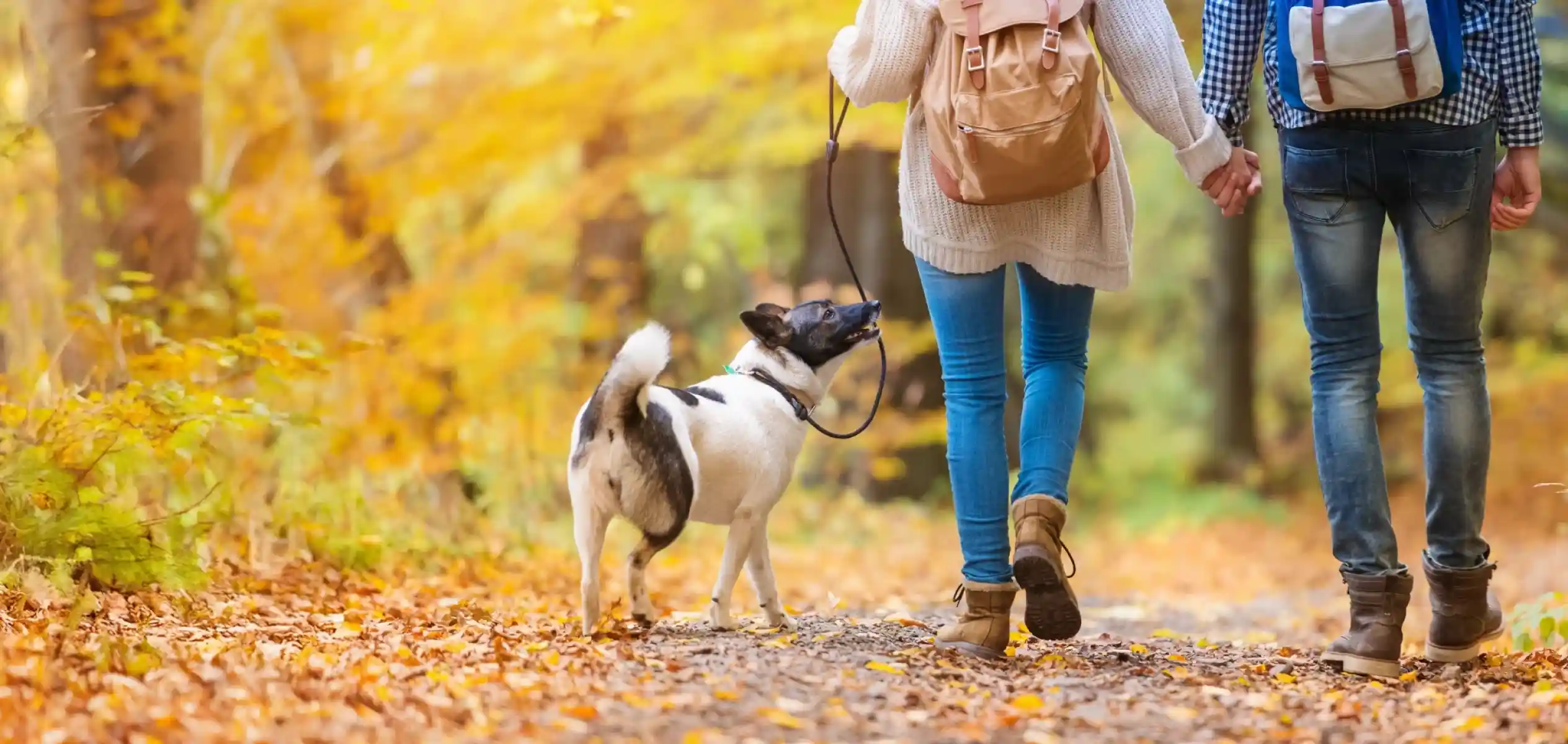 A couple walks hand in hand along a wooded path covered in autumn leaves, accompanied by a dog. The scene is warm and colorful, featuring golden foliage in the background.