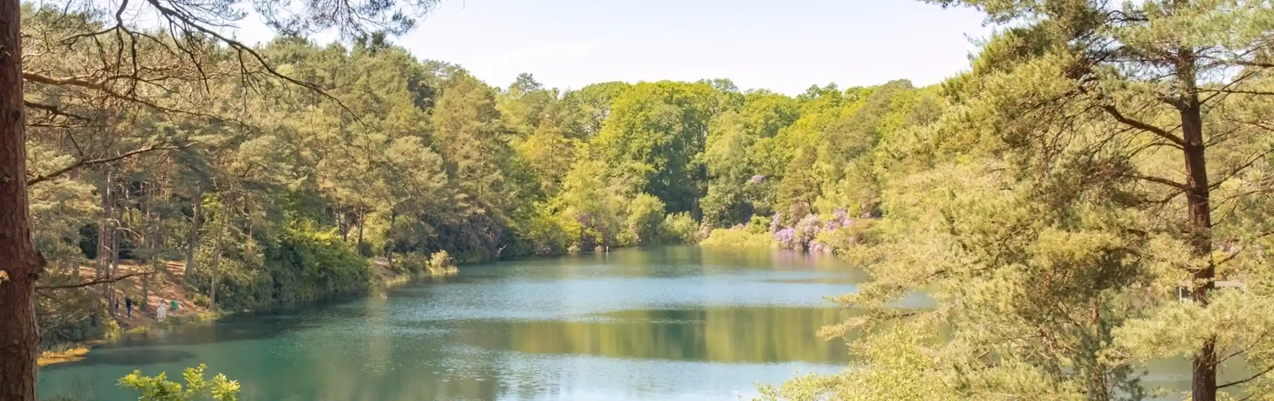 A serene landscape featuring a calm lake surrounded by lush green trees and colorful blooming flowers. The clear blue sky reflects on the water's surface, creating a picturesque natural scene.