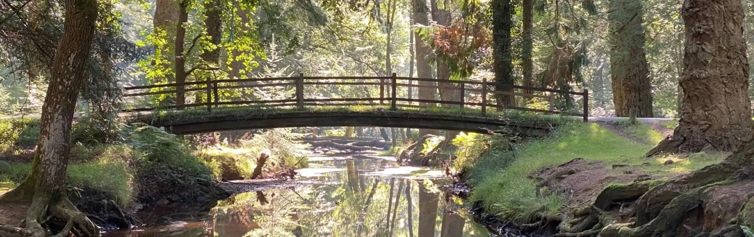 A wooden bridge arches over a calm, reflective stream surrounded by lush greenery and tall trees. Sunlight filters through the leaves, creating a serene atmosphere in the forest.