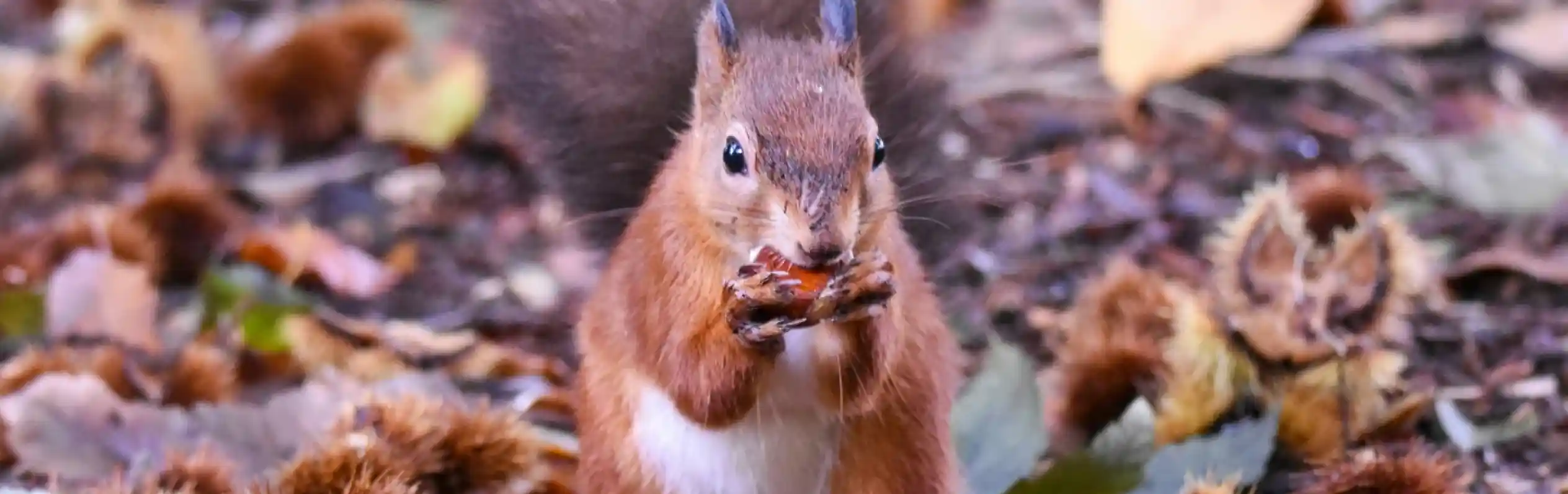 A red squirrel stands on forest floor covered with leaves and chestnuts, holding a piece of food with both paws. Its bushy tail is upright, and it appears focused on its snack.