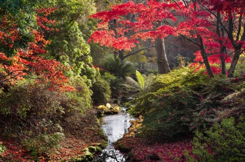 A serene garden scene with vibrant red and orange foliage surrounding a small stream. The water reflects the colorful leaves, while sunlight filters through the trees, creating a peaceful atmosphere.