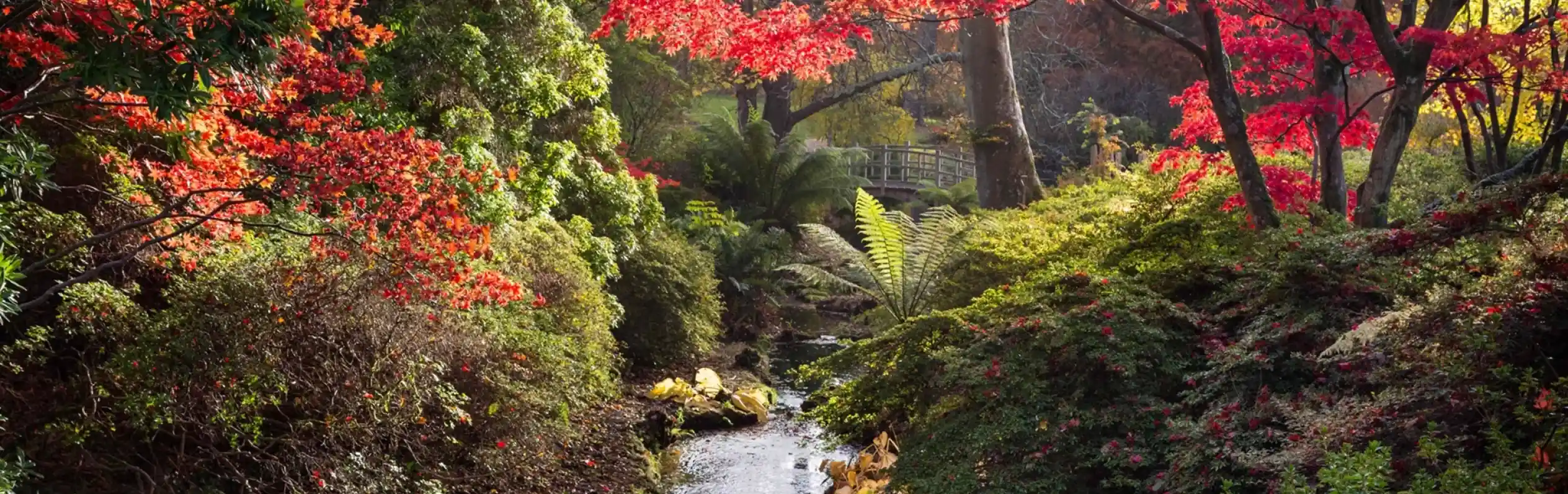 A serene garden scene with vibrant red and orange foliage surrounding a small stream. The water reflects the colorful leaves, while sunlight filters through the trees, creating a peaceful atmosphere.