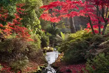 A serene garden scene with vibrant red and orange foliage surrounding a small stream. The water reflects the colorful leaves, while sunlight filters through the trees, creating a peaceful atmosphere.