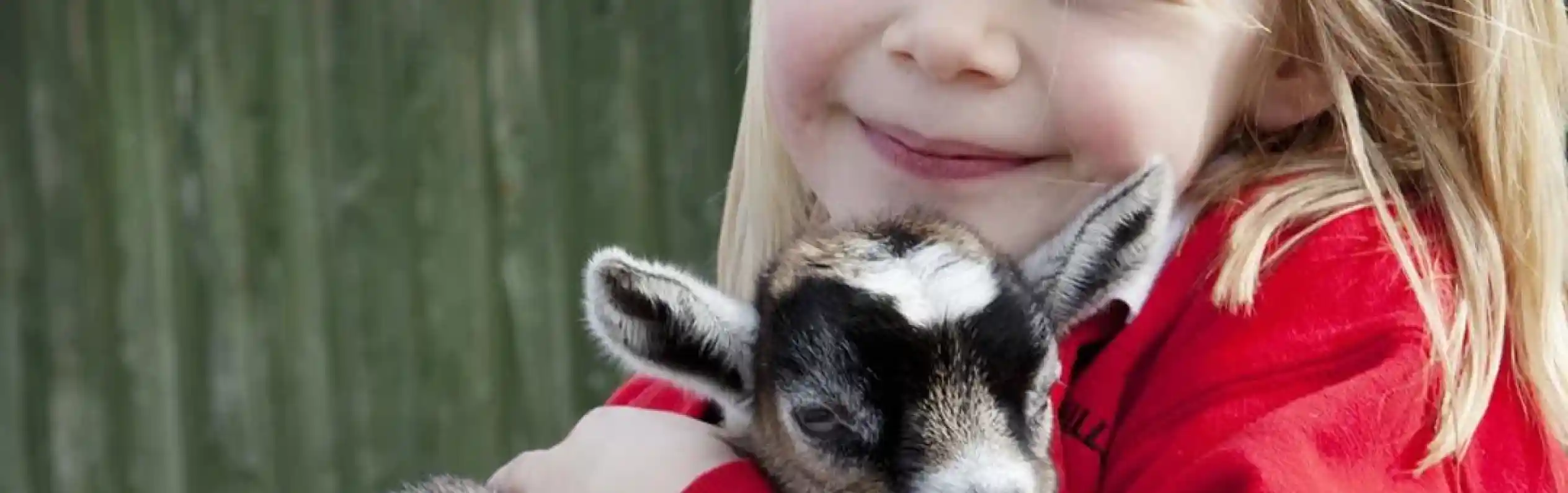 A smiling child with blonde hair holds a small, sleepy goat in her arms, both looking content. She is wearing a red sweatshirt, and a wooden fence is visible in the background.