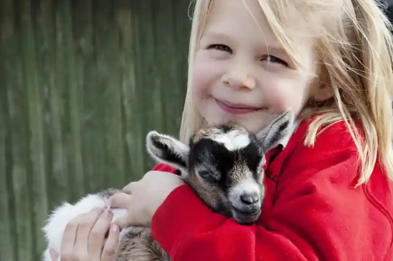 A smiling child with blonde hair holds a small, sleepy goat in her arms, both looking content. She is wearing a red sweatshirt, and a wooden fence is visible in the background.