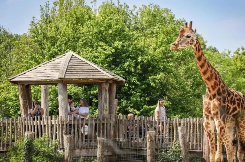 A tall giraffe stands near a wooden viewing platform where a family observes it. Lush greenery surrounds the area, creating a vibrant, natural setting.