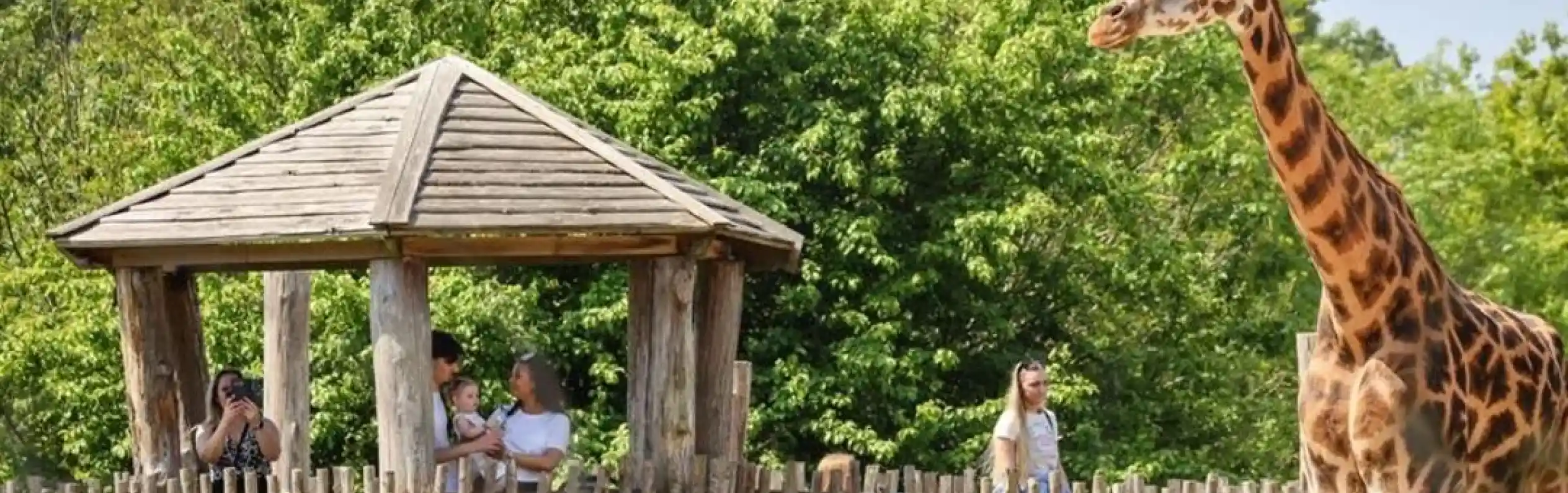 A tall giraffe stands near a wooden viewing platform where a family observes it. Lush greenery surrounds the area, creating a vibrant, natural setting.