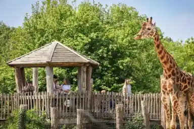 A tall giraffe stands near a wooden viewing platform where a family observes it. Lush greenery surrounds the area, creating a vibrant, natural setting.