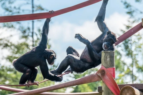 Two chimpanzees play on climbing structures, one hanging from a horizontal bar while the other grips a lower pole. Lush greenery and a blue sky are visible in the background.
