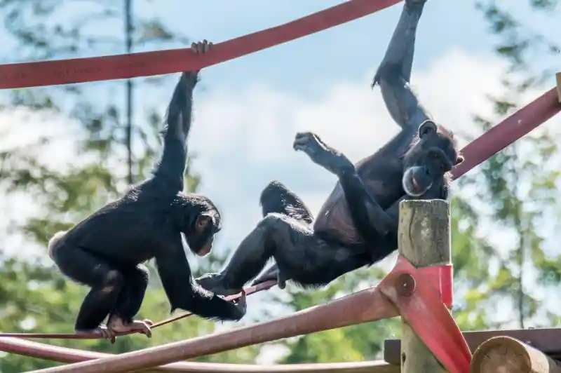 Two chimpanzees play on climbing structures, one hanging from a horizontal bar while the other grips a lower pole. Lush greenery and a blue sky are visible in the background.
