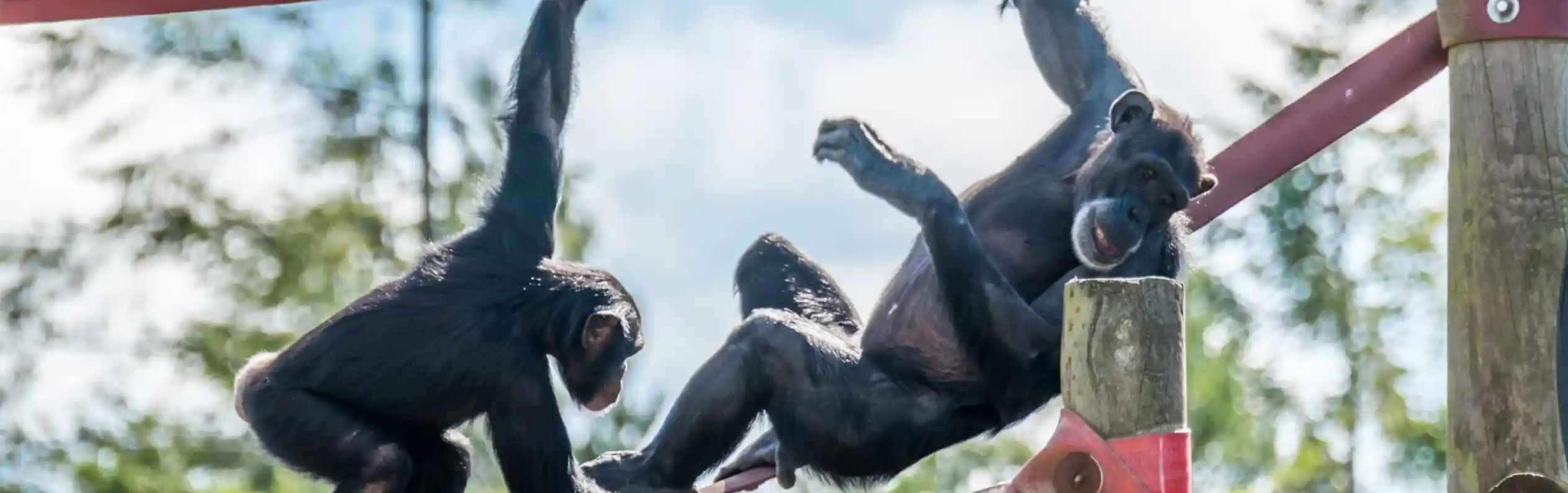 Two chimpanzees play on climbing structures, one hanging from a horizontal bar while the other grips a lower pole. Lush greenery and a blue sky are visible in the background.