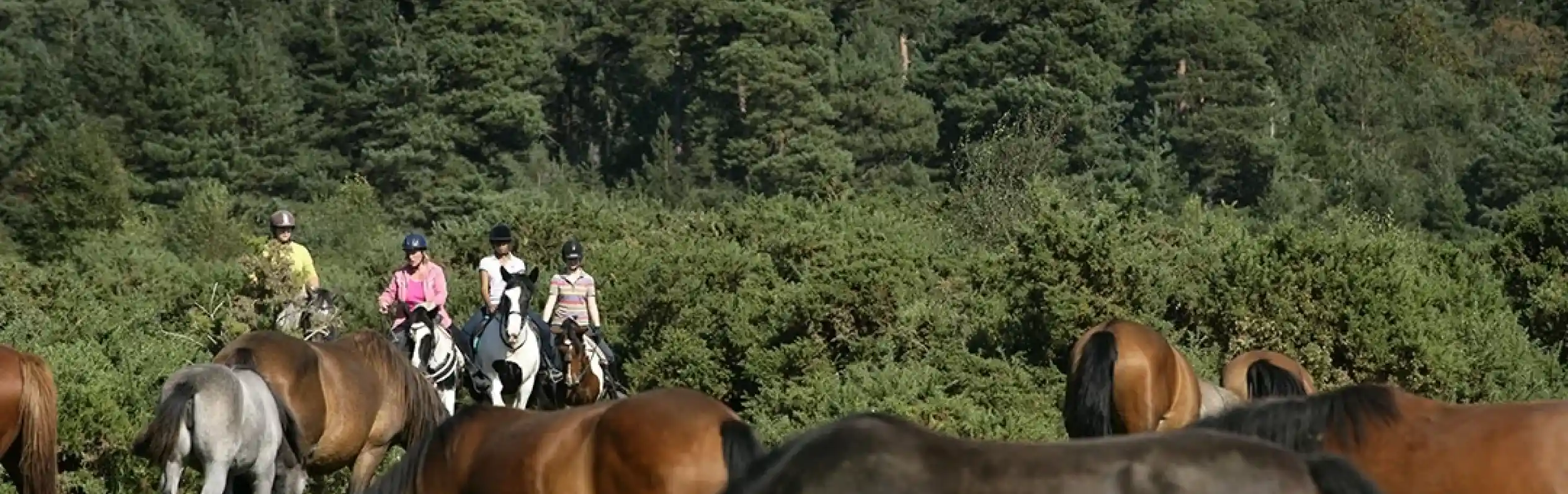 Riders on horseback navigate through a lush green landscape filled with a herd of horses, surrounded by trees in the background.