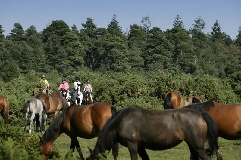 Riders on horseback navigate through a lush green landscape filled with a herd of horses, surrounded by trees in the background.