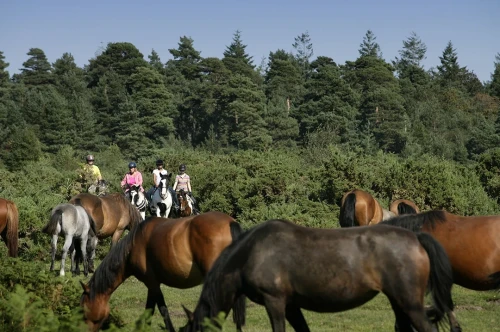Riders on horseback navigate through a lush green landscape filled with a herd of horses, surrounded by trees in the background.