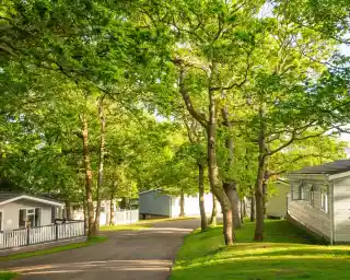 A quiet, tree-lined path through a residential area, featuring several small homes or cabins. Lush green foliage provides a canopy overhead, with sunlight filtering through the trees.
