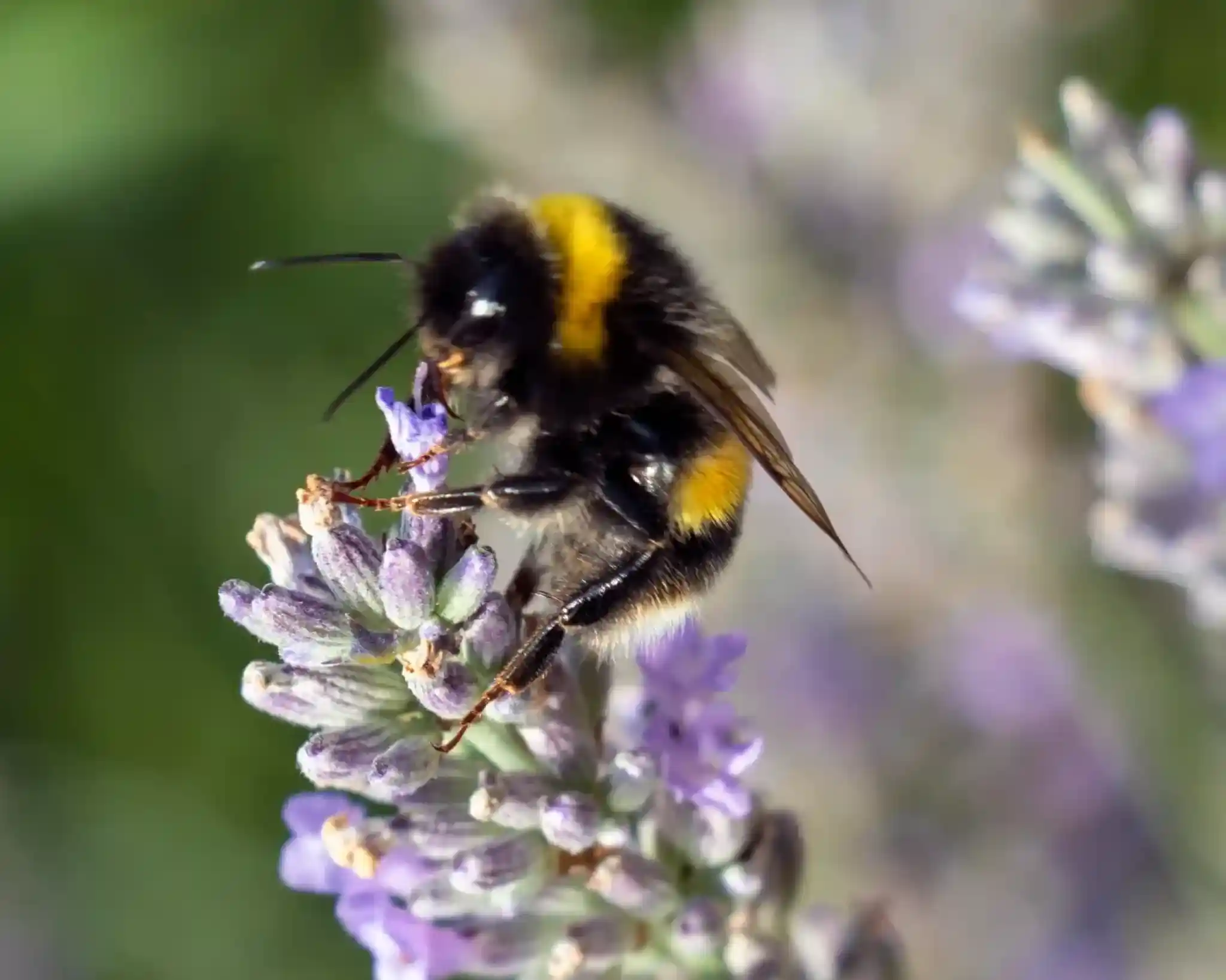 A close-up of a bumblebee perched on a lavender flower, collecting nectar. The bee has distinct yellow and black stripes and is surrounded by delicate purple petals.