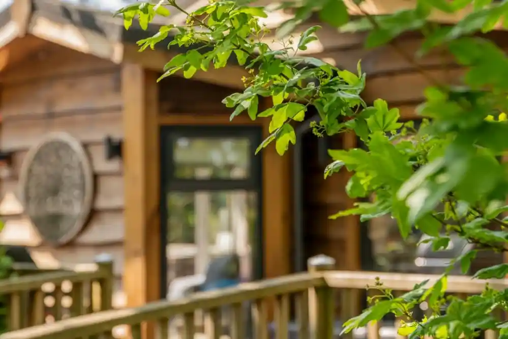 A close-up of green leaves in the foreground, with a wooden deck and a rustic cabin in the background. The cabin features a round decorative emblem and large windows.