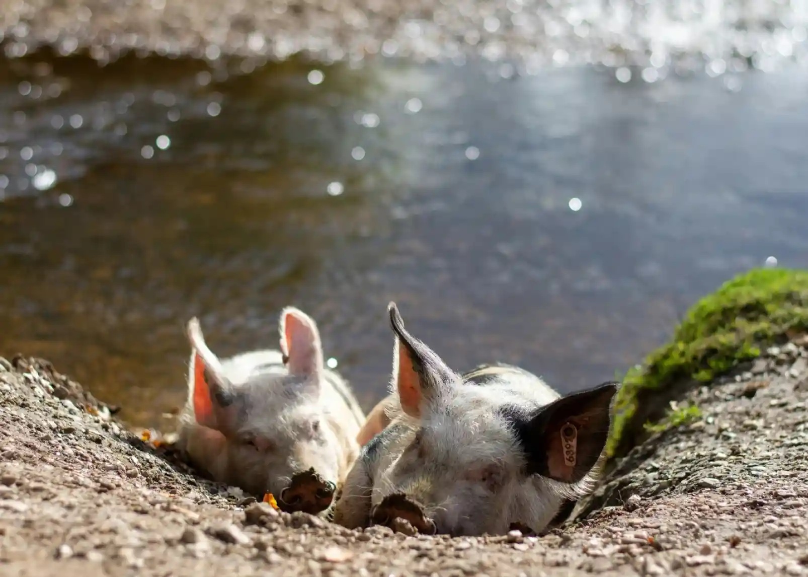 Two pigs are lying on the ground near a stream, with gentle sunlight filtering down. One pig is slightly smaller, resting its head close to the larger pig, while the calm water reflects the surrounding nature.