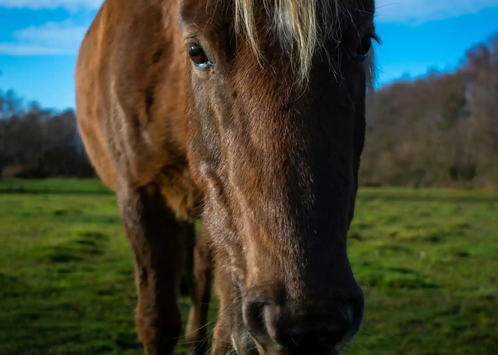 A close-up of a brown horse's face, with a focus on its eyes and mane, set against a lush green field under a blue sky.