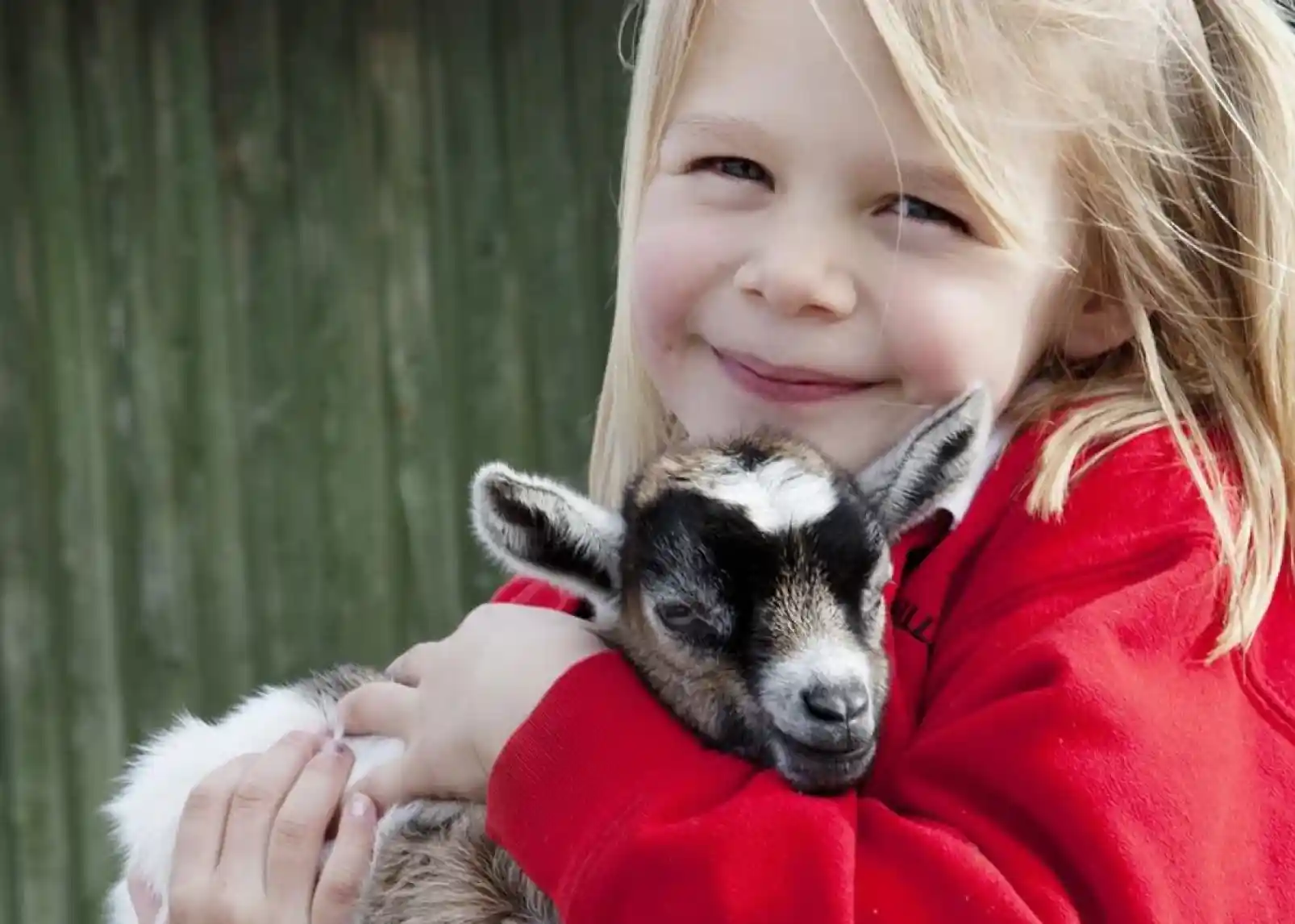 A smiling child with blonde hair holds a small, sleepy goat in her arms, both looking content. She is wearing a red sweatshirt, and a wooden fence is visible in the background.