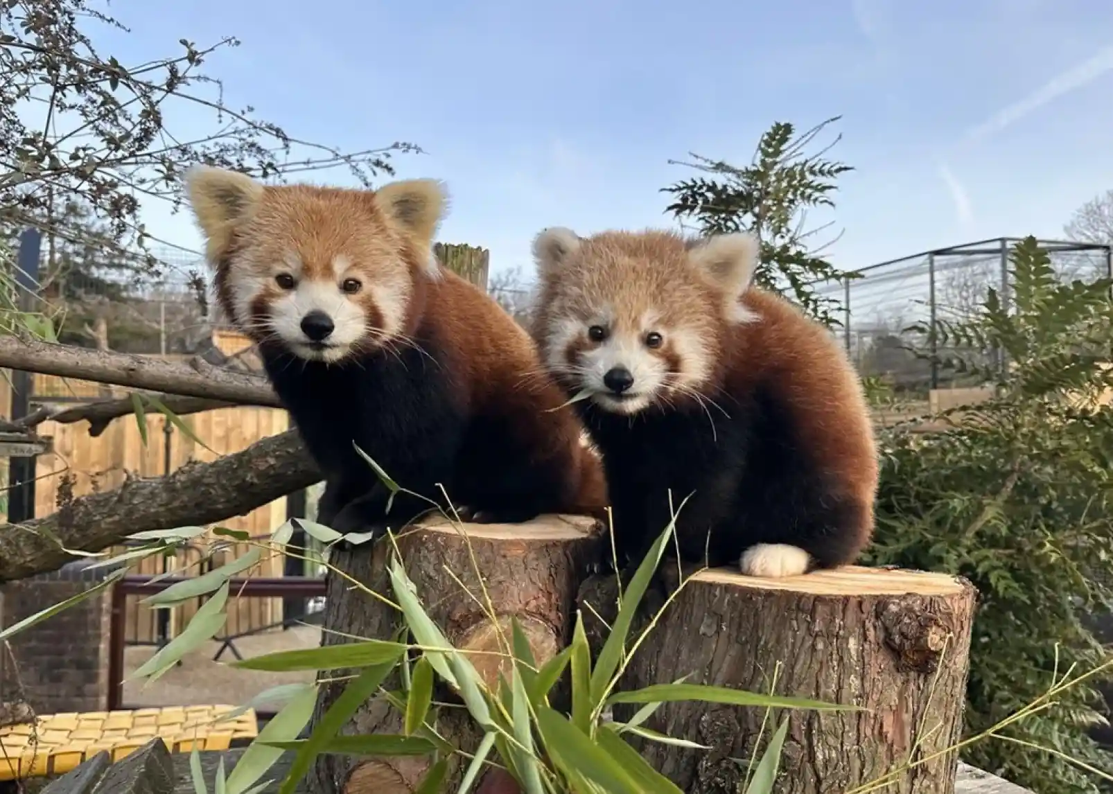 A tall giraffe stands near a wooden viewing platform where a family observes it. Lush greenery surrounds the area, creating a vibrant, natural setting.