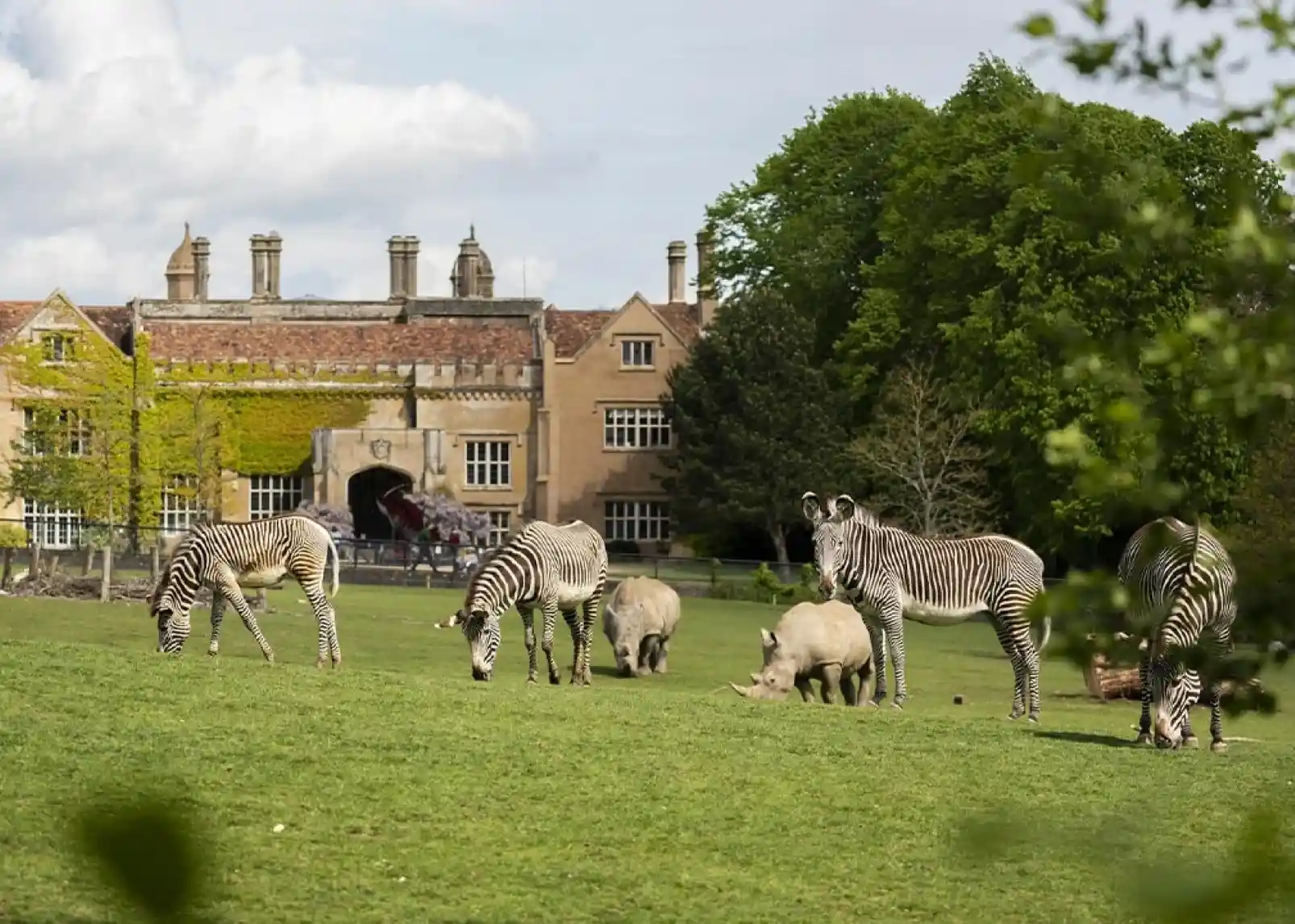 A tall giraffe stands near a wooden viewing platform where a family observes it. Lush greenery surrounds the area, creating a vibrant, natural setting.