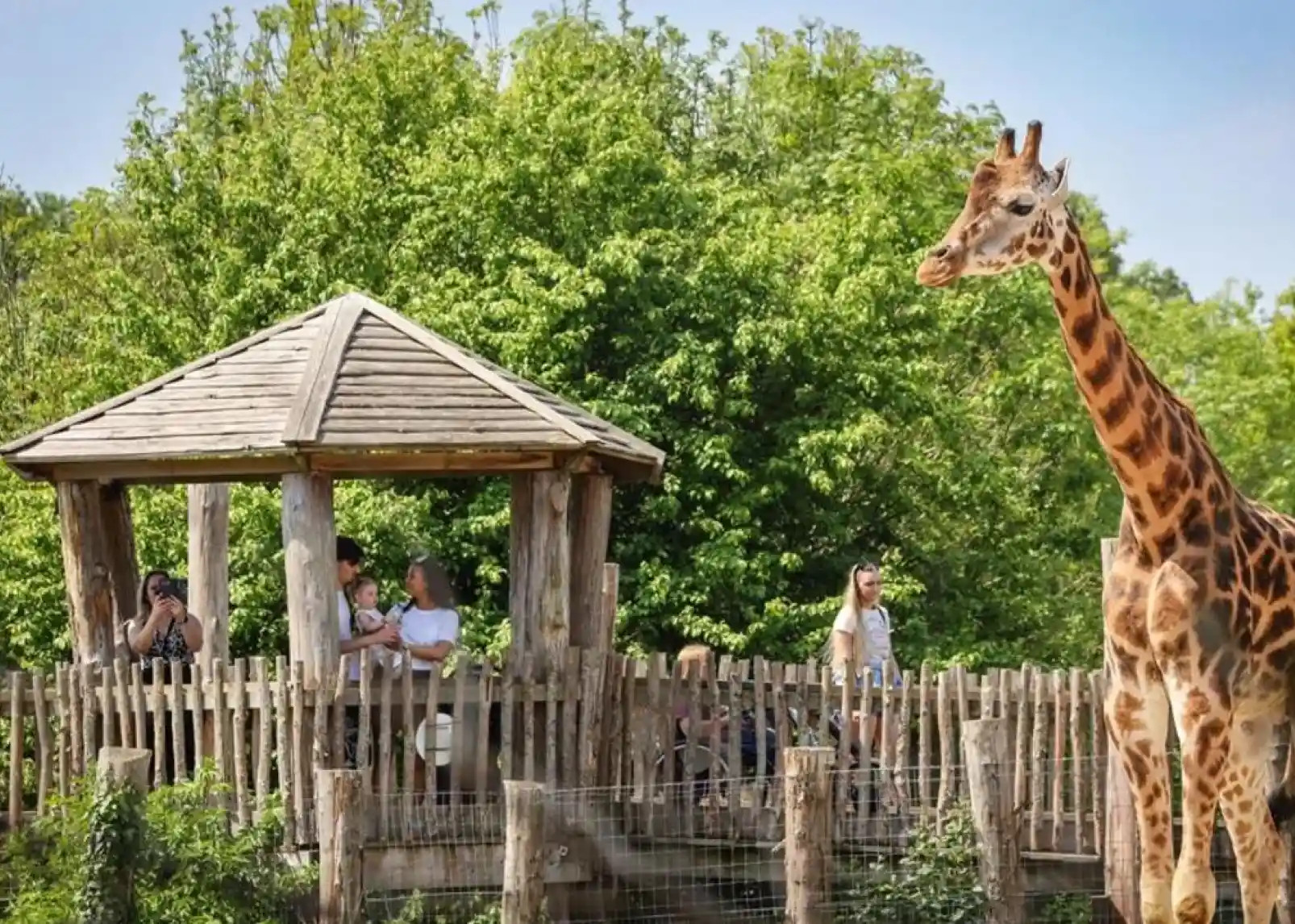 A tall giraffe stands near a wooden viewing platform where a family observes it. Lush greenery surrounds the area, creating a vibrant, natural setting.