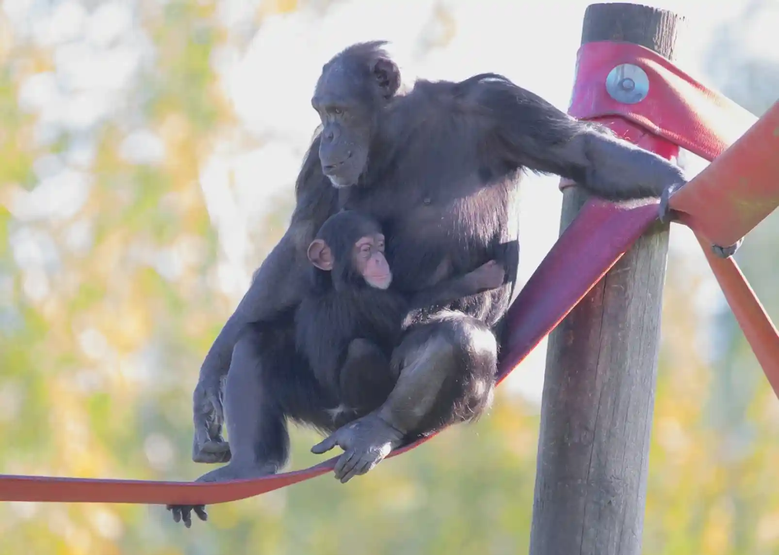 Two chimpanzees play on climbing structures, one hanging from a horizontal bar while the other grips a lower pole. Lush greenery and a blue sky are visible in the background.