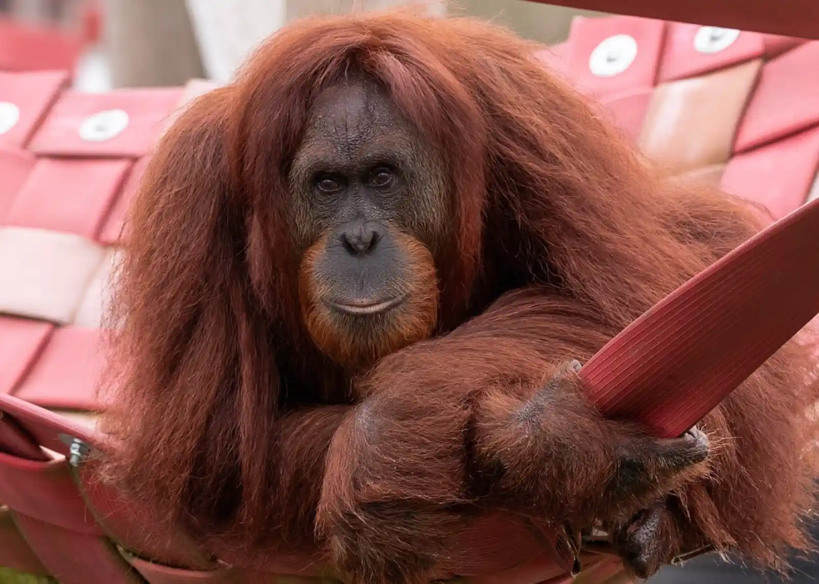 Two chimpanzees play on climbing structures, one hanging from a horizontal bar while the other grips a lower pole. Lush greenery and a blue sky are visible in the background.