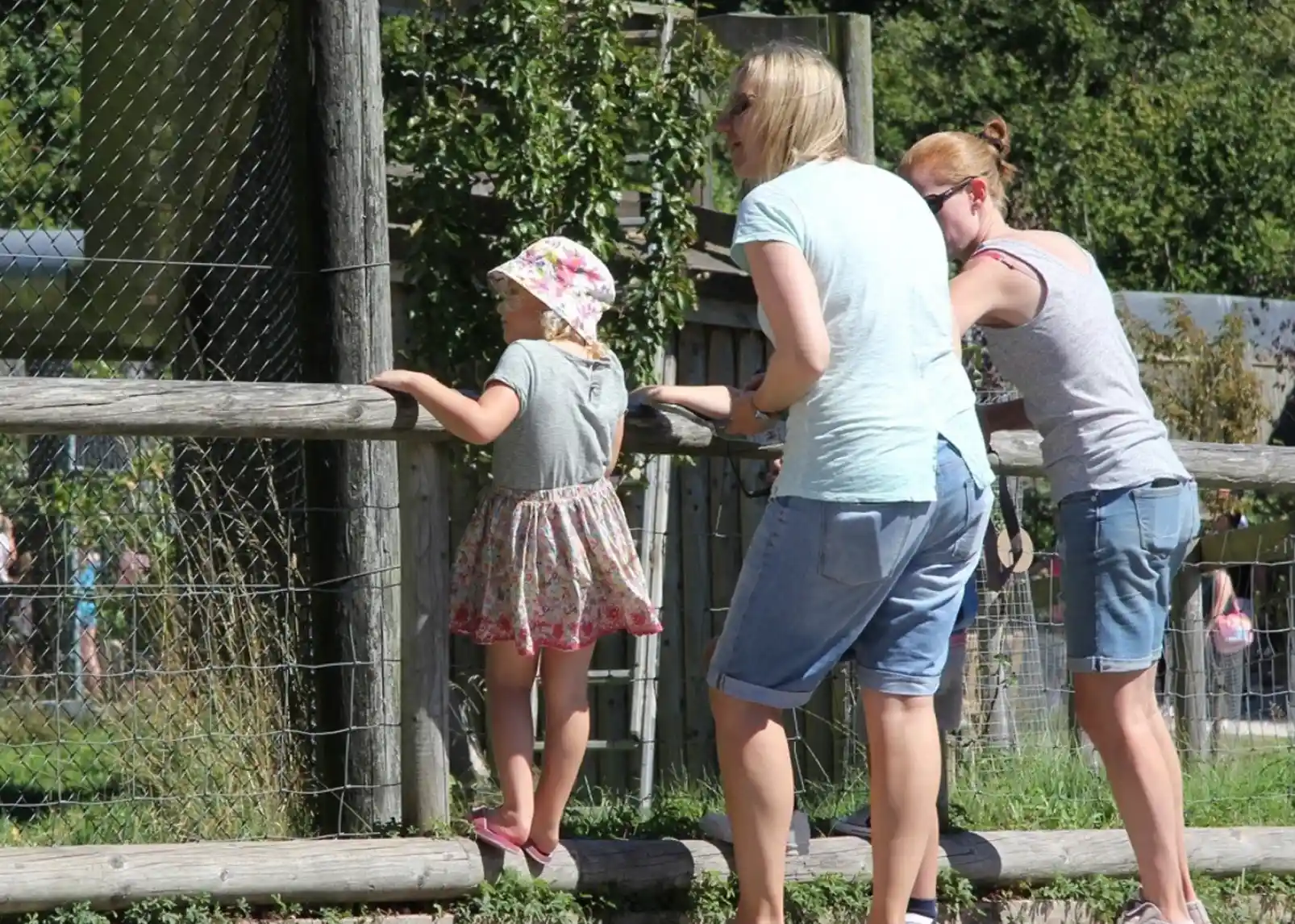 Two chimpanzees play on climbing structures, one hanging from a horizontal bar while the other grips a lower pole. Lush greenery and a blue sky are visible in the background.