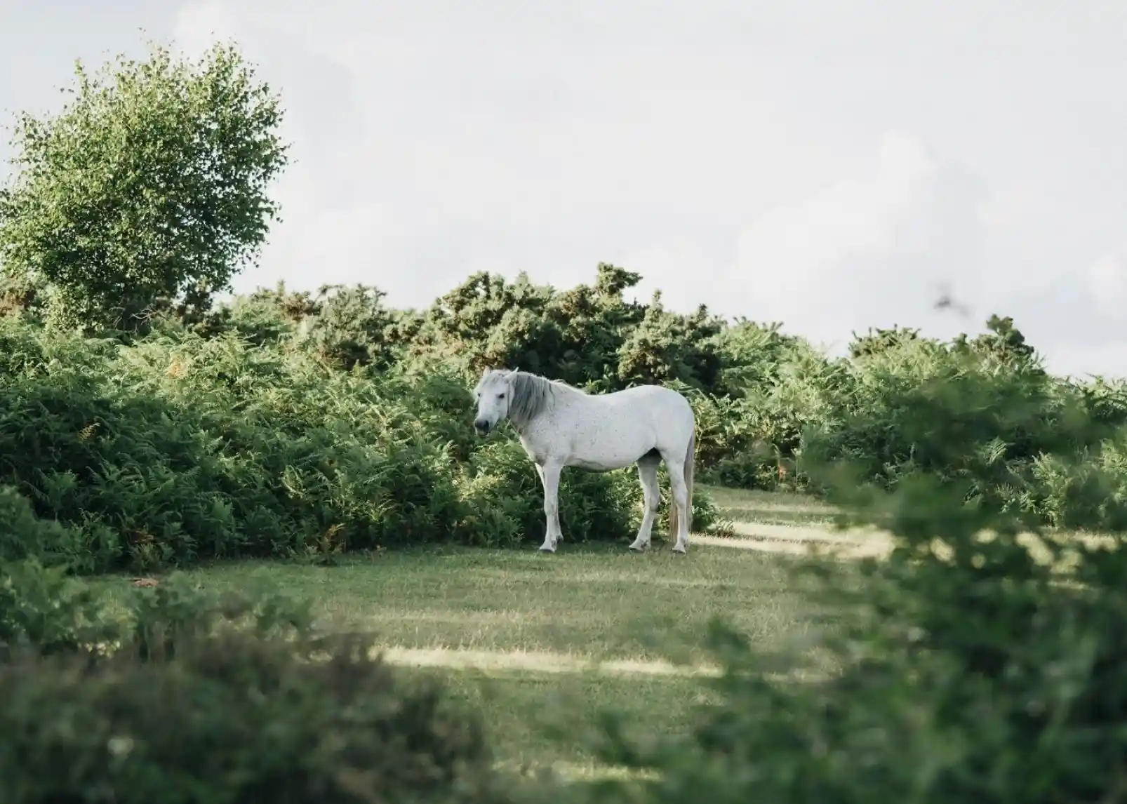 A white horse stands amidst lush green bushes and grass under a cloudy sky.