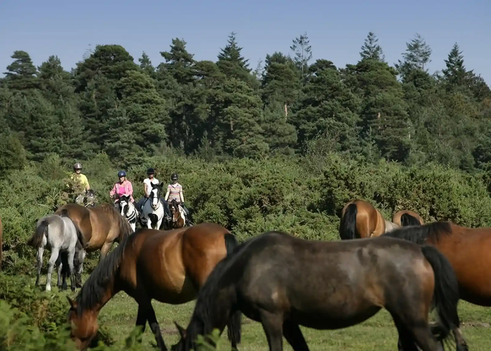 Riders on horseback navigate through a lush green landscape filled with a herd of horses, surrounded by trees in the background.