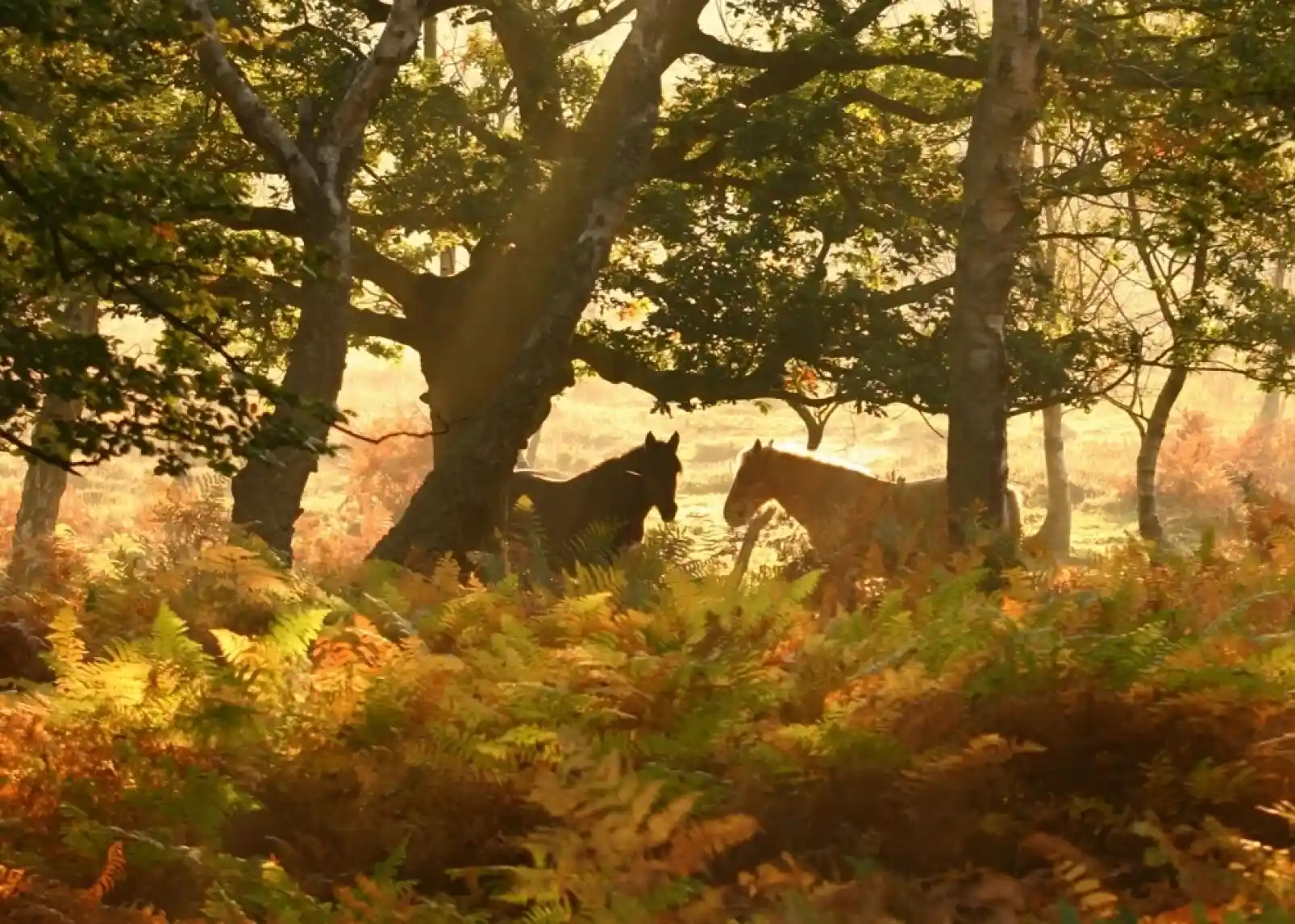 Riders on horseback navigate through a lush green landscape filled with a herd of horses, surrounded by trees in the background.